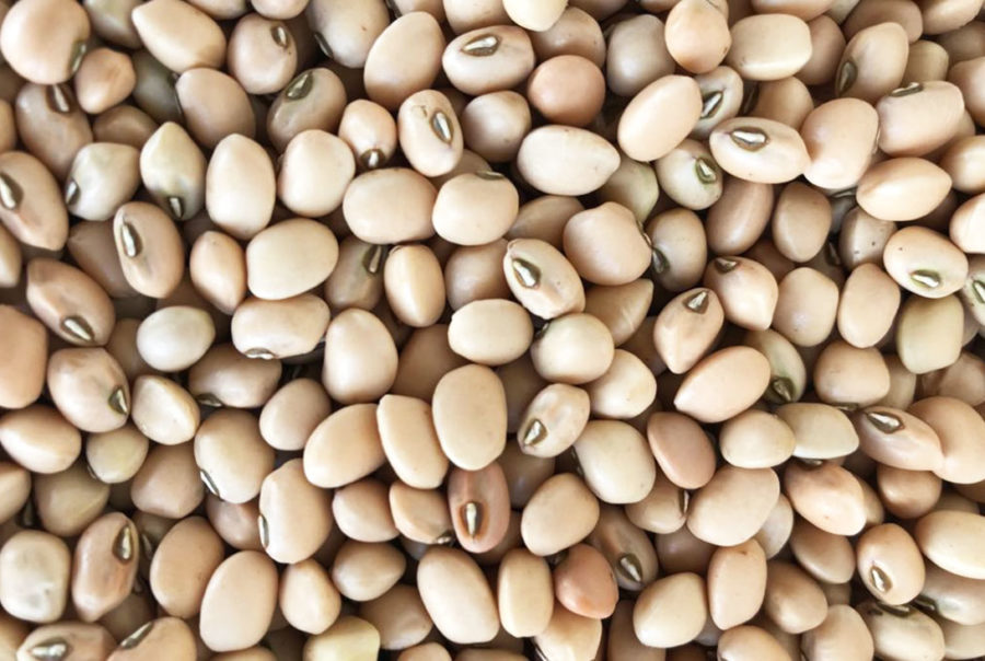 Cowpea